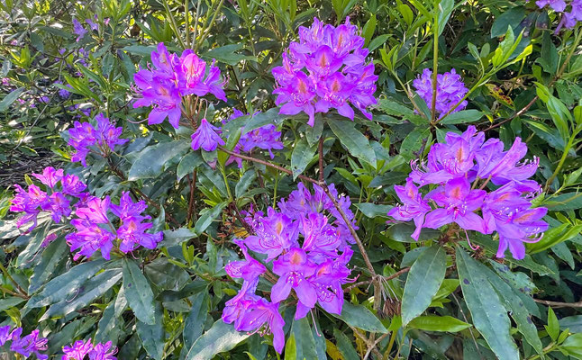 Le bois de Suguensou, der Wald von Suguensou, Audierne, Goyen, Cap Sizun,Rhododendren