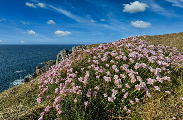 Der GR34 von Pors Théolen zur Pointe de Brézellec im April, ein Blütenmeer, Cap Sizun, Wandern auf dem Küstenweg