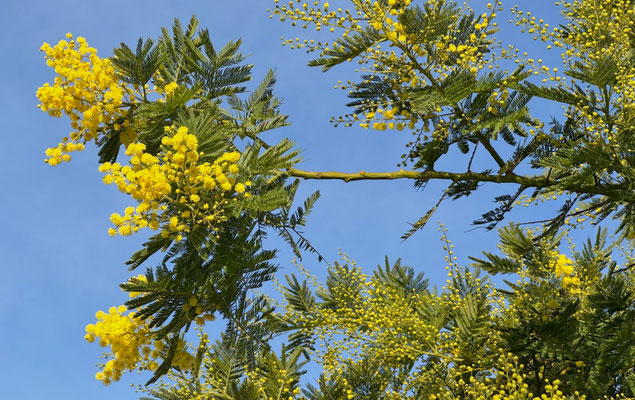 Mimosenblüte im Januar, Cap Sizun, Ferienhaus Ker Armor und Ferienhaus Tal Ar Mor, Plouhinec