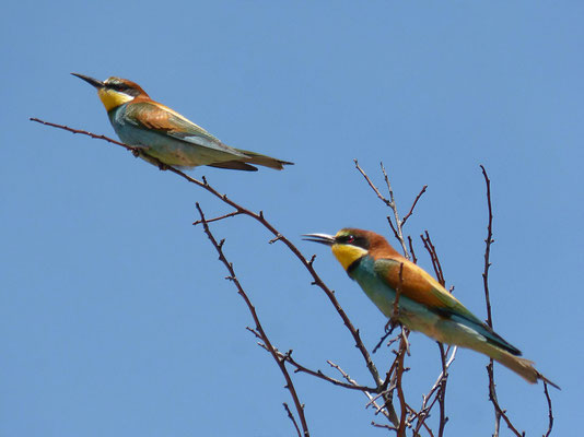 Finistère, Bucht von Audierne, Vogelparadies, Bienenfresser