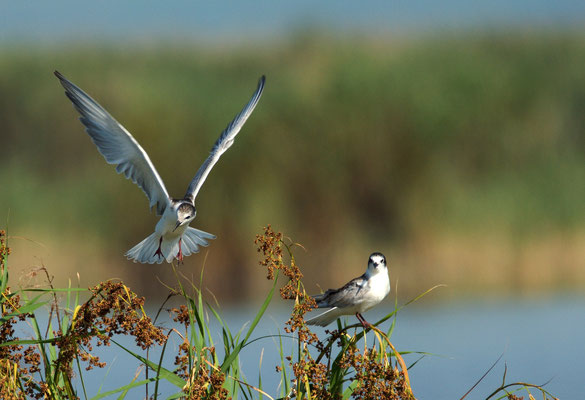 Plouhinec Etang de Poulgouidou, Spaziergang, Erhohlung