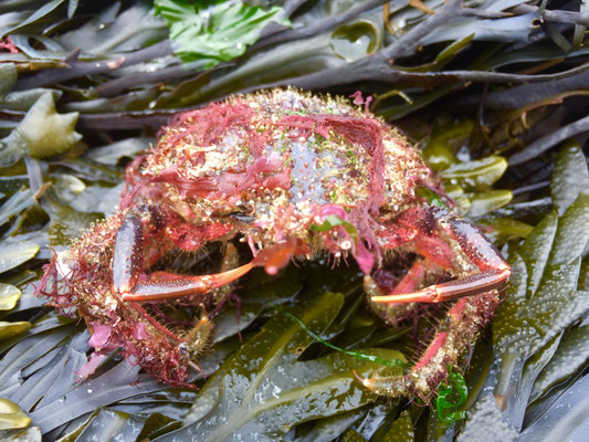 Wattfischen, Eine Seespinne, Arraignée