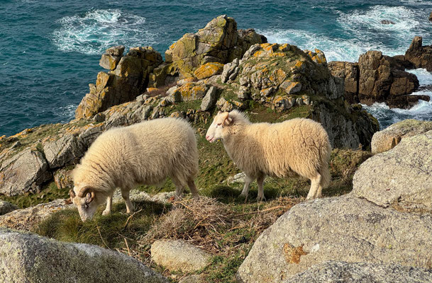 Réserve du Cap Sizun Est, Goulien, steile Klippen Schafe der Rasse Landes de Bretagne