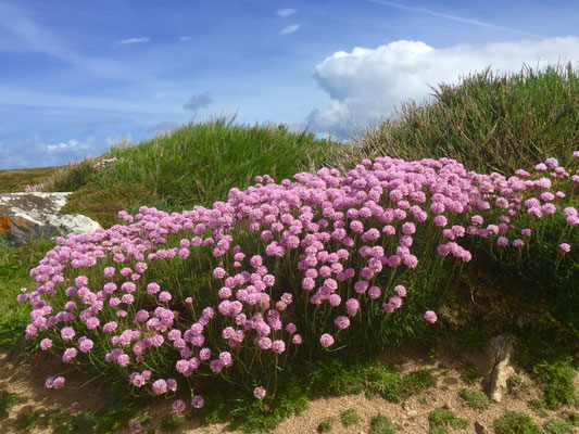 Naturparadies Cap Sizun, Plouhinec, Bucht von Audierne, Strandnelken