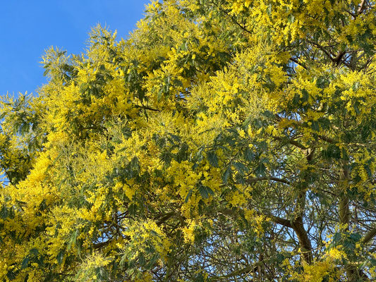 Mimosenblüte im Januar, Cap Sizun, Ferienhaus Ker Armor und Ferienhaus Tal Ar Mor, Plouhinec