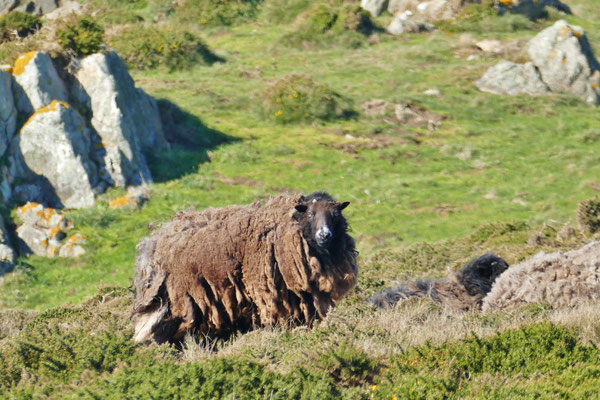 Goulien, Résacrve du Cap Sizun, Schafe