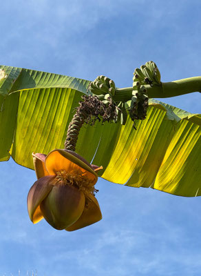 Subtropische Vegetation in Audierne, dank des warmen Golfstroms wachsen hier Palmen, Bananen und Mimosen