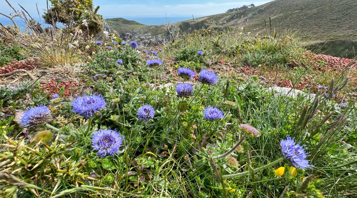 Der GR34 von Pors Théolen zur Pointe de Brézellec im April, ein Blütenmeer, Cap Sizun, Wandern auf dem Küstenweg