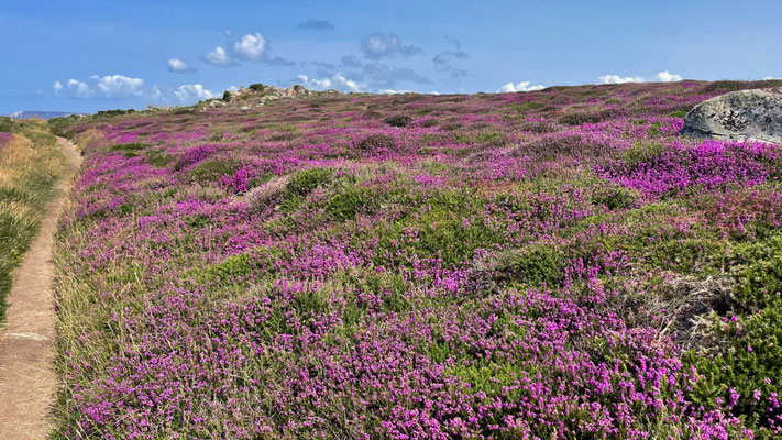 Küstenwanderweg GR34, Cap Sizun, Finistère, Bucht von Douarnenez, Zöllnerweg, Pors Péron zur Pointe du Millier, wandern, Heidelandschaft, Heideblüte