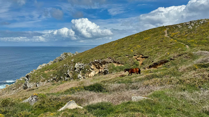 Cap Sizun, Goulien, Réserve du Cap Sizun, GR34, Küstenwanderweg