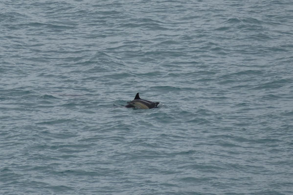 Delfine beobachten Cap Sizun, Bucht von Audierne