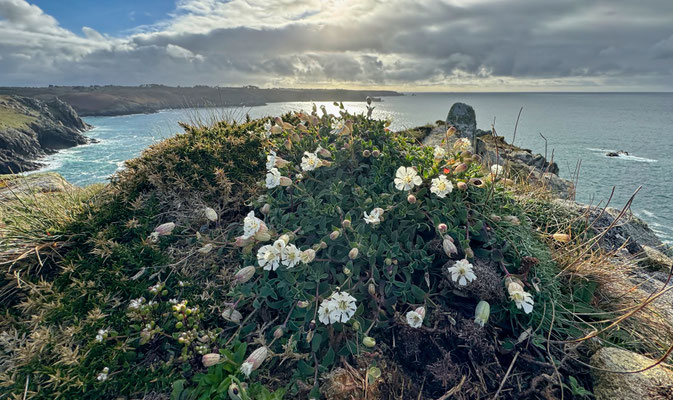 Der GR34 von Pors Théolen zur Pointe de Brézellec im April, ein Blütenmeer, Cap Sizun, Wandern auf dem Küstenweg