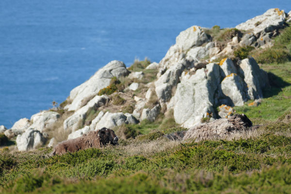 Goulien, Cap Sizun, Réserve du Cap Sizun, Schafe