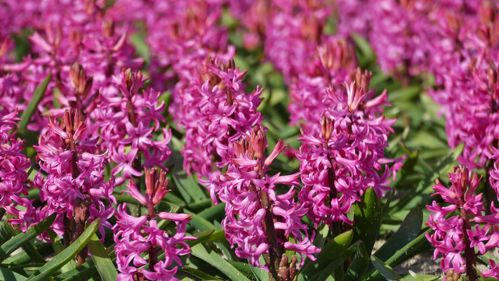 Die Blumenfelder in Plovan, La Torche, Finistère, Bretagne