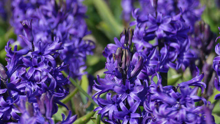 Die Blumenfelder in Plovan, La Torche, Finistère, Bretagne