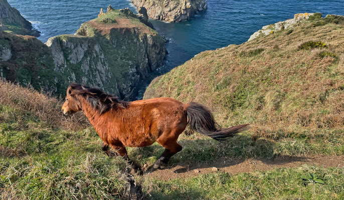Cap Sizun, Goulien, Réserve du Cap Sizun, GR34, Küstenwanderweg