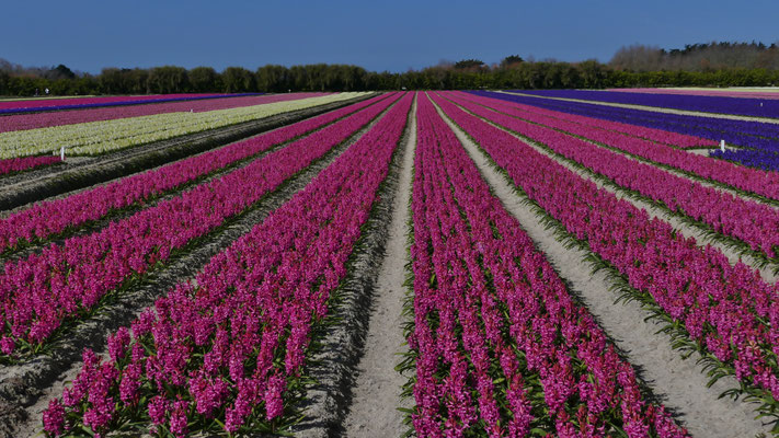 Die Blumenfelder in Plovan, La Torche, Finistère, Bretagne