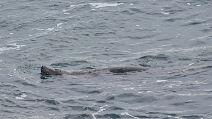 Cap Sizun, Bucht von Audierne, Tierbeobachtung, Kegelrobben