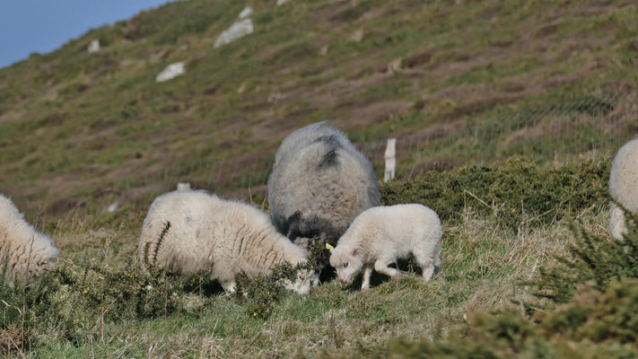 Cap Sizun, Réserve du Cap Sizun, Schafe Küstenpflege, Vogelreservat, wilde Natur