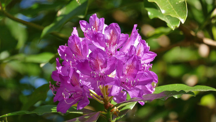 Le bois de Suguensou, der Wald von Suguensou, Audierne, Goyen, Cap Sizun,Rhododendren