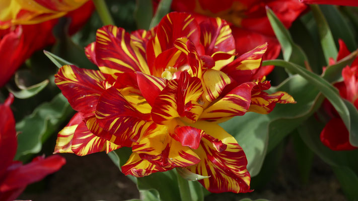 Die Tulpenfelder von Plomeur, La Torche, Finistère, Bretagne