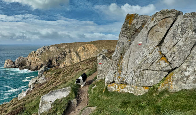 Wandern auf dem Küstenwanderweg GR 34, Wanderungen mit Hund am Cap Sizun, spektakuläre Ausblicke, blühende Heidelandschaft auf der Küste