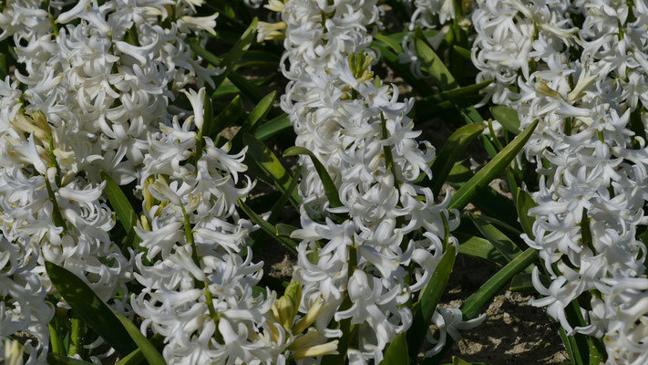 Die Blumenfelder in Plovan, La Torche, Finistère, Bretagne