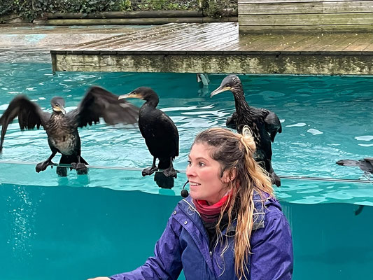 Aquashow in Audierne, Aquarium und Greifvogelschau, Bucht von Audierne, Cap Sizun, Greifvogelschau