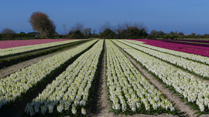 Die Blumenfelder in Plovan, La Torche, Finistère, Bretagne