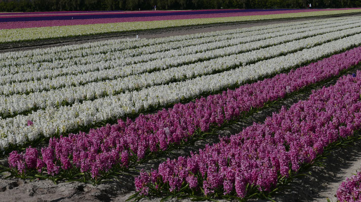Die Blumenfelder in Plovan, La Torche, Finistère, Bretagne