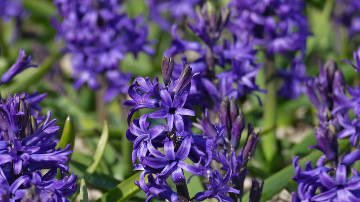 Die Blumenfelder in Plovan, La Torche, Finistère, Bretagne