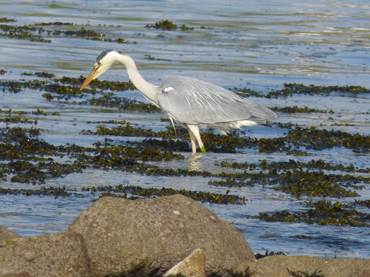 Die Bucht von Audierne, Vogelbeobachtungen, Silberreiher