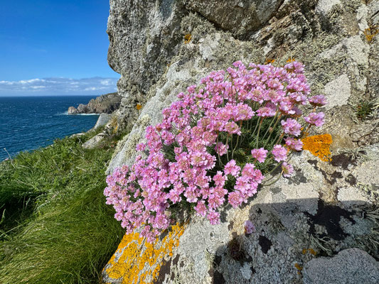 Der GR34 von Pors Théolen zur Pointe de Brézellec im April, ein Blütenmeer, Cap Sizun, Wandern auf dem Küstenweg