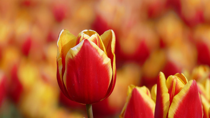 Die Tulpenfelder von Plomeur, La Torche, Finistère, Bretagne