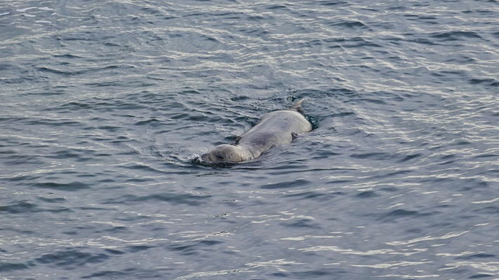 Cap Sizun, Bucht von Audierne, Tierbeobachtung, Kegelrobben