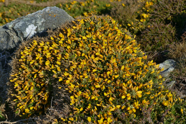Blühende Küste am GR34, Cap Sizun, Bucht von Audierne