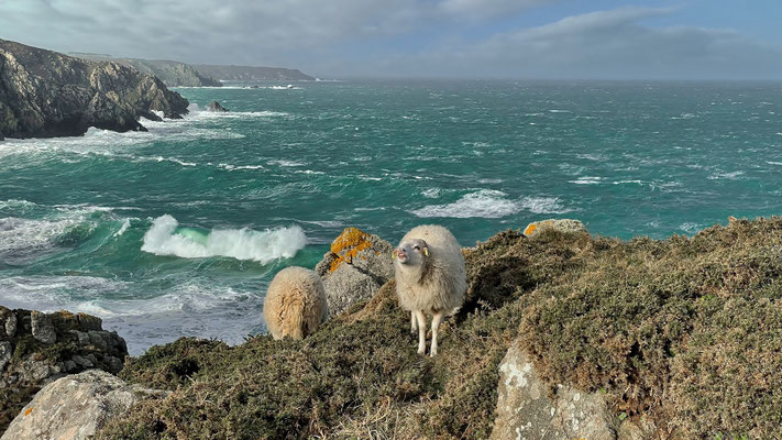 Cap Sizun, Réserve du Cap Sizun, Schafe Küstenpflege, Vogelreservat, wilde Natur