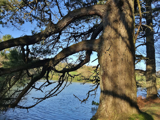 Le bois de Suguensou, der Wald von Suguensou, Audierne, Goyen, Cap Sizun