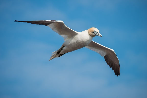 Die Bucht von Audierne, Vogelbeobachtungen, Basstölpel