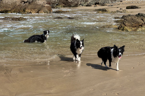 Hunde am Strand im Sommer in der Bretagne und Genuß in der Buvette in Pors Théolen