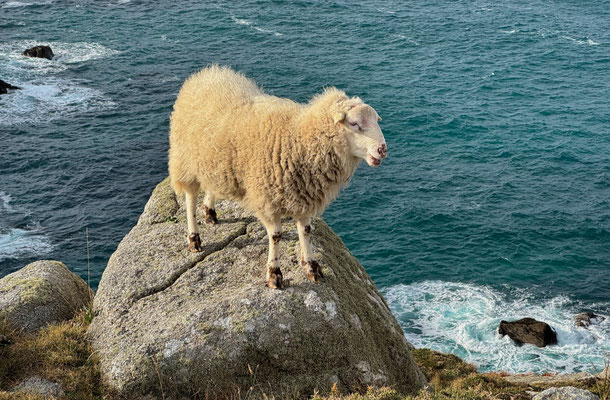 Réserve du Cap Sizun Est, Goulien, steile Klippen Schafe der Rasse Landes de Bretagne