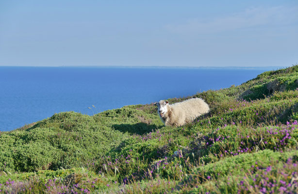 Réserve du Cap Sizun Est, Goulien, steile Klippen Schafe der Rasse Landes de Bretagne