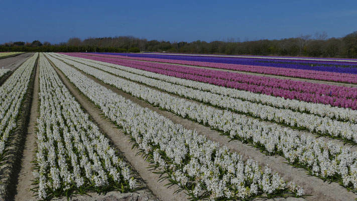 Die Blumenfelder in Plovan, La Torche, Finistère, Bretagne