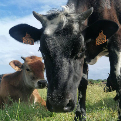 Käseauswahl von Esquibio, Audierne Esquibien, Biologische Landwirtschaft, Alle Fotos © Esquibio