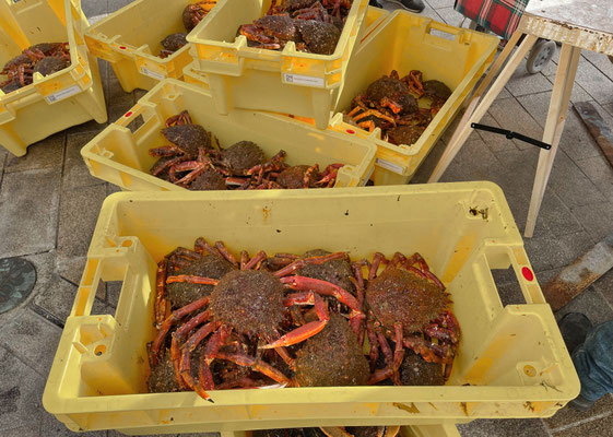 Szenen vom Markt in Audierne, Cap Sizun, Finistère, Bretagne