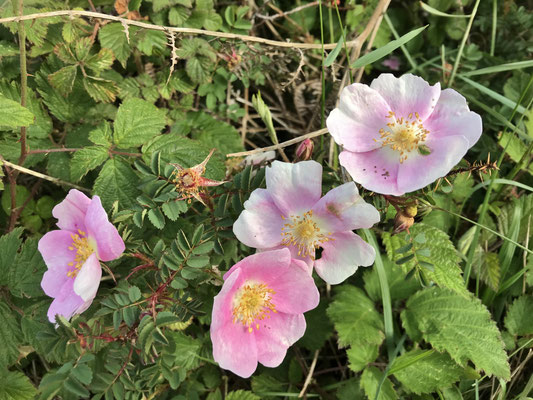 Naturparadies Cap Sizun, Küstenlandschaft, Blumen