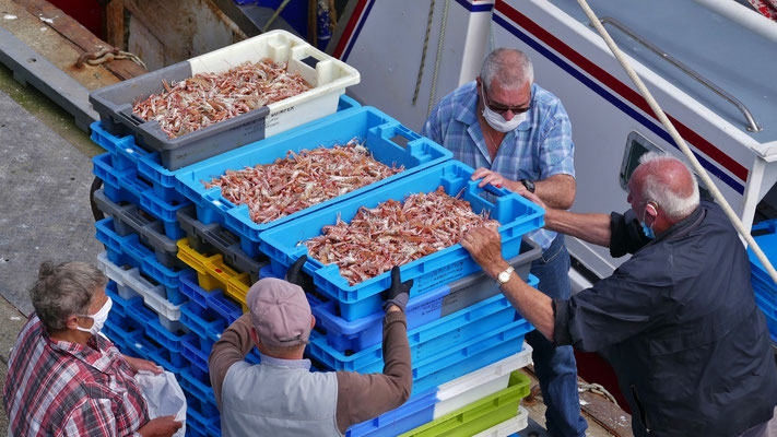 Das Einlaufen der Fischerboote in Le Guilvinec, Entladen des Fangs, Fischversteigerung, Criée