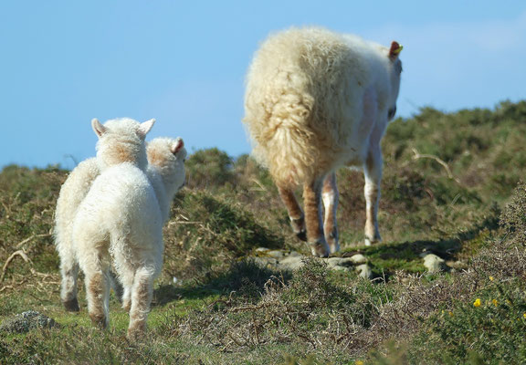 Réserve du Cap Sizun Est, Goulien, steile Klippen Schafe der Rasse Landes de Bretagne