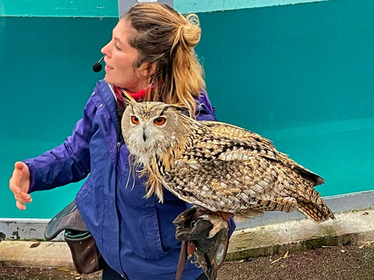 Aquashow in Audierne, Aquarium und Greifvogelschau, Bucht von Audierne, Cap Sizun, Greifvogelschau