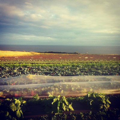 Racines Littorales, Bio Gemüsenabau, Plouhinec, Bucht von Audierne,Foto ©"Racines Littorales" 